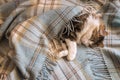 Tabby cat sleeping wrapped in woollen tartan fringe blanket Royalty Free Stock Photo