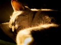 Tabby Cat Sleeping in The Yellow Sun Light
