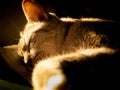 Tabby Cat Sleeping in The Yellow Sun Light Royalty Free Stock Photo