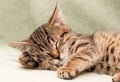 Tabby cat sleeps on bed