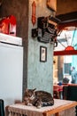 A tabby cat sleeps on a table in a vintage coffee shop. Turkey. The concept of protection of Pets