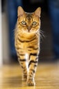 Tabby cat is slowly ambling around a room looking at the camera