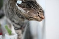 Tabby cat sniffing something home