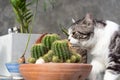 Tabby cat   sniffs a cactus in greeny clay pot Royalty Free Stock Photo