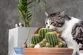 Tabby cat   sniffs a cactus in greeny clay pot Royalty Free Stock Photo