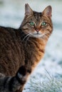 Tabby Cat In Snow