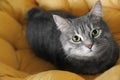 Tabby cat on soft pillow, above view. Cute pet