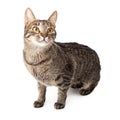 Tabby cat standing on alert Royalty Free Stock Photo