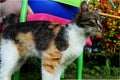 A tabby cat standing as statue and looking on something. Animal portrait. Royalty Free Stock Photo