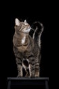 Tabby cat standing on black stool on black background Royalty Free Stock Photo