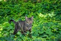 Tabby cat standing in lush green foliage and grass on the ground Royalty Free Stock Photo