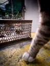 Tabby Cat Standing on The Rat Cage Royalty Free Stock Photo