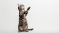 Tabby cat stands on its hind legs on white background, vet pets concept Royalty Free Stock Photo