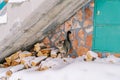 Tabby cat stands on a snow-covered pile of firewood near the wall of a stone house Royalty Free Stock Photo