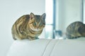 A tabby cat stands on the sofa in the room Royalty Free Stock Photo