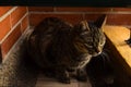 Tabby cat striped resting in the corner of a balcony