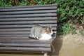 Tabby loaf lounging on a bench on sunny day