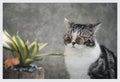 Tabby cat  with sun glasses sit on blue wooden table with a cactus in greeny clay pot Royalty Free Stock Photo