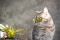 Tabby cat  with sun glasses sit on blue wooden table with a cactus in greeny clay pot Royalty Free Stock Photo