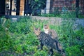 Tabby cat surrounded by grass