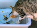 Tabby cat tasting and stealing sweet cake dessert from food tray Royalty Free Stock Photo
