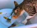 Tabby cat tasting and stealing sweet cake dessert from food tray Royalty Free Stock Photo