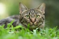Tabby cat cat with tears Royalty Free Stock Photo