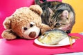 Tabby cat with teddy bear eating fish on red background Royalty Free Stock Photo