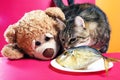 Tabby cat with teddy bear eating fish on red background Royalty Free Stock Photo