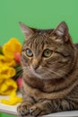 Tabby cat and tulip flowers on a green background. Vertical photo. Close up view.