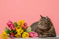 Tabby cat and tulip flowers on a pink background with space for text.