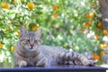 Tabby cat under lemon tree Royalty Free Stock Photo