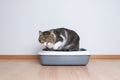 Tabby cat using litter box Royalty Free Stock Photo