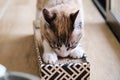 Cat using a scratcher at home. Royalty Free Stock Photo