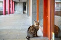 Tabby cat waiting outside a flat in Barbican Estate