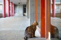 Tabby cat waiting outside a flat