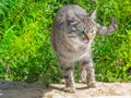 Tabby cat walk in nature. Wild cat portrait on sandy beach near green grass and flowers Royalty Free Stock Photo