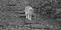 A tabby cat walking down a flagstone path