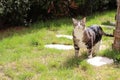 Tabby cat walking on the garden lawn and white slab on a sunny day Royalty Free Stock Photo