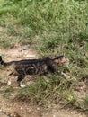 A tabby cat walking through grassy ground. Royalty Free Stock Photo