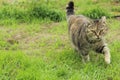 A homeless beautiful tabby cat with narrow eyes walks on the green grass. Chinese cat