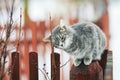Tabby cat walks in the spring in the village and fondled Royalty Free Stock Photo