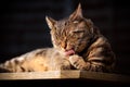 Tabby Cat Washing on Garden table Royalty Free Stock Photo