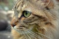 TABBY CAT WATCHING BIRDS. Royalty Free Stock Photo