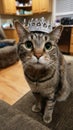 Tabby Cat Wearing a Silver Crown Indoors Looks At Camera With Kitchen in Background Royalty Free Stock Photo