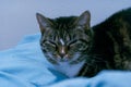 Tabby cat curled on blue bed Royalty Free Stock Photo