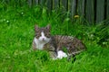 A tabby cat with white markings lying in green grass Royalty Free Stock Photo