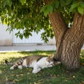 A tabby cat with a white underbelly rests under the shade of a tree. The tree has a Royalty Free Stock Photo