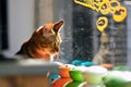 Tabby Cat by Window with Reflection Royalty Free Stock Photo