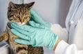 Tabby cat on window sill vet clinic girl hugs pet Royalty Free Stock Photo